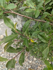 Salix sitchensis