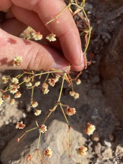 Eriogonum maculatum