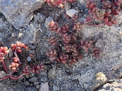 Sedum divergens