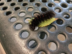 Hypercompe scribonia