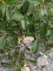 Salix sitchensis