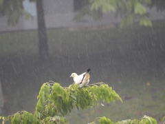 Ducula bicolor