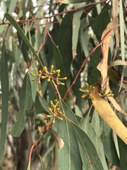 Eucalyptus rossii