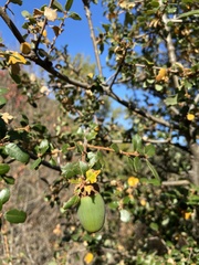Quercus berberidifolia