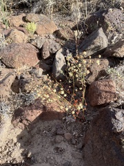 Eriogonum maculatum