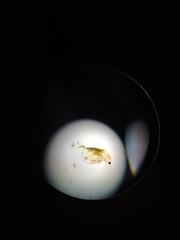Daphnia