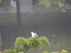 Ducula bicolor