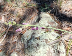 Pennellia longifolia