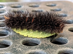 Hypercompe scribonia