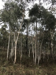 Eucalyptus rossii