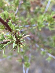 Eriophyes adenostomae
