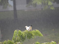 Ducula bicolor