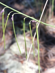 Pennellia longifolia