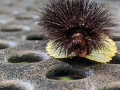 Hypercompe scribonia