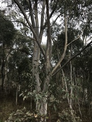 Eucalyptus rossii