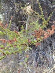 Eriophyes adenostomae