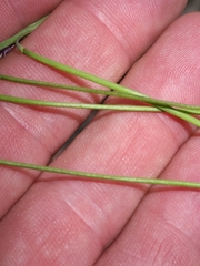 Pennellia longifolia