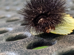 Hypercompe scribonia