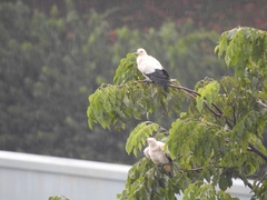 Ducula bicolor