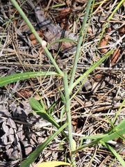 Pennellia longifolia