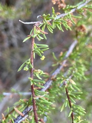 Eriophyes adenostomae
