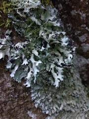 Parmelia submontana