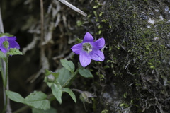 Campanula pallida