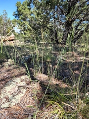 Pennellia longifolia