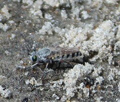 Laphystia
