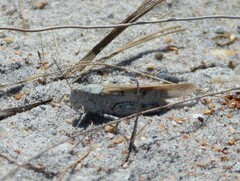 Trimerotropis maritima