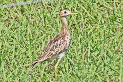 Bartramia longicauda