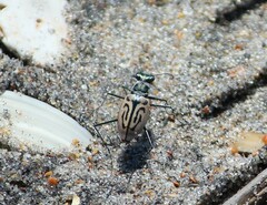 Habroscelimorpha dorsalis
