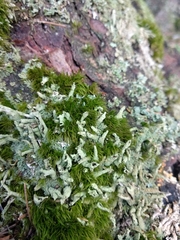 Cladonia cenotea