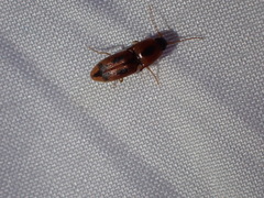Elateridae