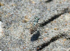 Habroscelimorpha dorsalis