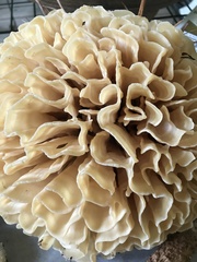 Sparassis spathulata