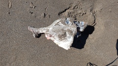 Callorhinchus callorynchus