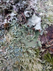 Cladonia cenotea