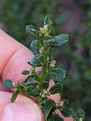 Baccharis pilularis consanguinea