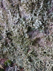 Cladonia cenotea