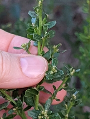 Baccharis pilularis consanguinea