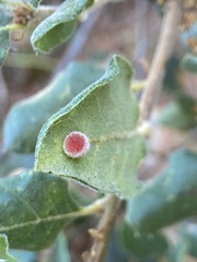 Atrusca trimaculosa