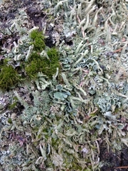 Cladonia cenotea