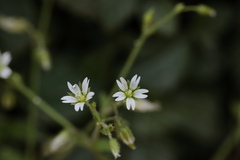 Cerastium glomeratum