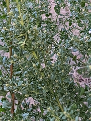 Baccharis pilularis consanguinea