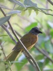 Eucometis penicillata