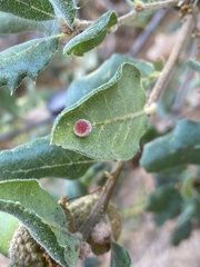 Atrusca trimaculosa