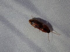 Elateridae