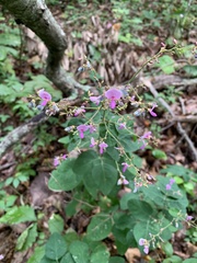 Desmodium perplexum