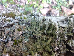Parmelia submontana